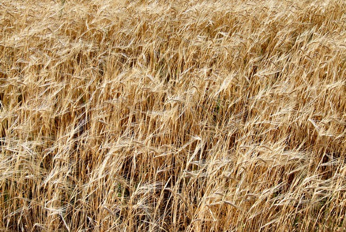 Trigo abre semana em queda em Chicago, mas clima e oferta global podem redefinir tendência do mercado