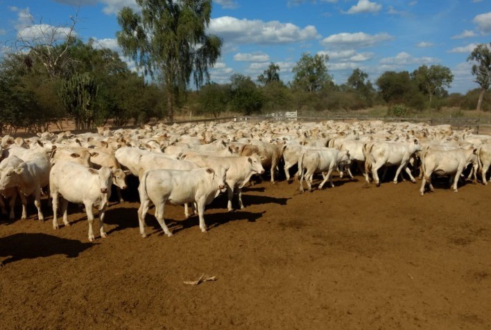 Selo Canchim On Dairy fortalece cruzamento de raças leiteiras e amplia oportunidades no mercado