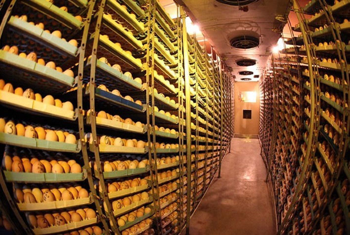 Manejo de ovos férteis: estratégias para aumentar eclodibilidade e qualidade de pintinhos