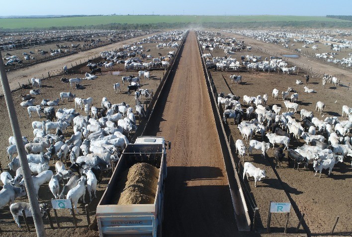 Pesquisa confirma que bem-estar nutricional aumenta produtividade e saúde de bovinos confinados