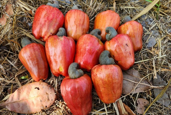 Embrapa lança distribuição contínua de mudas do clone BRS 805 de cajueiro