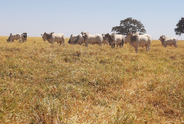 Rabobank e Fundo AGRI3 lançam Renova Pasto 2.0 para ampliar crédito sustentável no agro