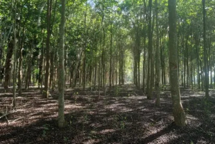 Silvicultura de espécies nativas recebe R$ 24,9 milhões do BNDES e ganha impulso no Brasil