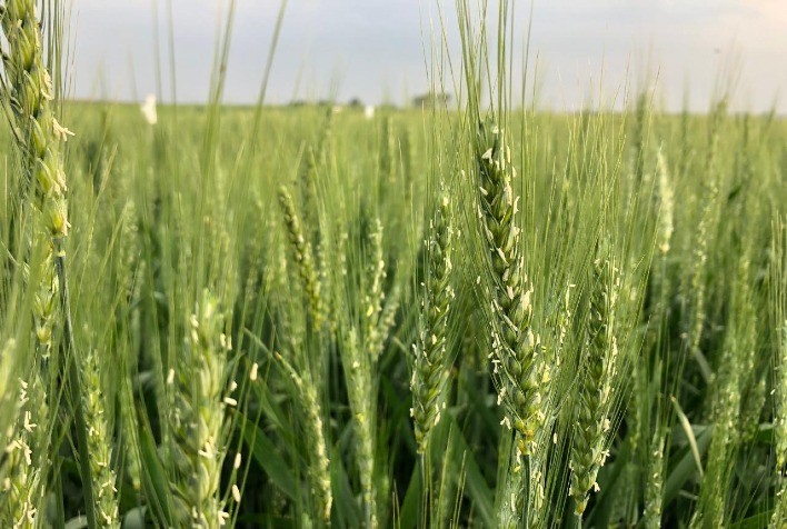 Fungicida Torino® amplia espectro de ação e fortalece tratamento de sementes de soja, milho, feijão e trigo