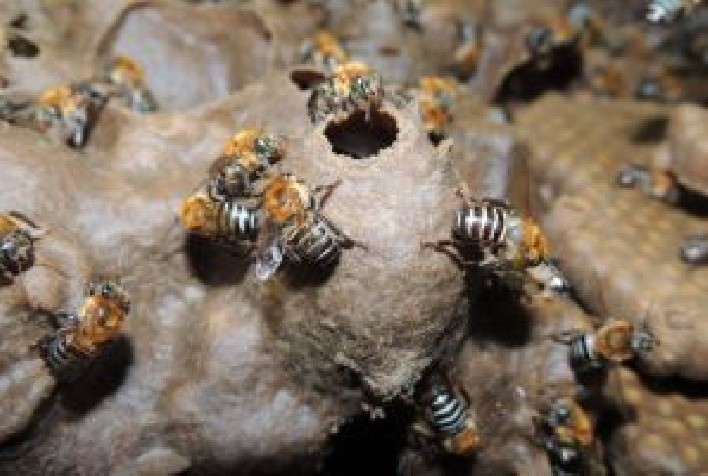 Abelhas nativas são mais vulneráveis a pesticidas e carecem de proteção legal