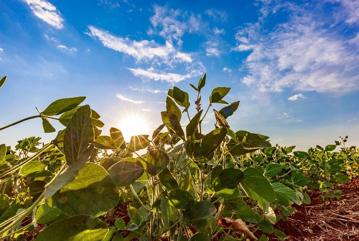 Soja regenerativa reposiciona produção brasileira no mercado global de proteínas vegetais