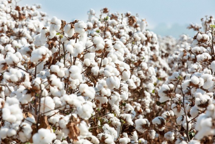 BASF apresenta soluções integradas para soja, milho e algodão no Show Safra Mato Grosso 2026