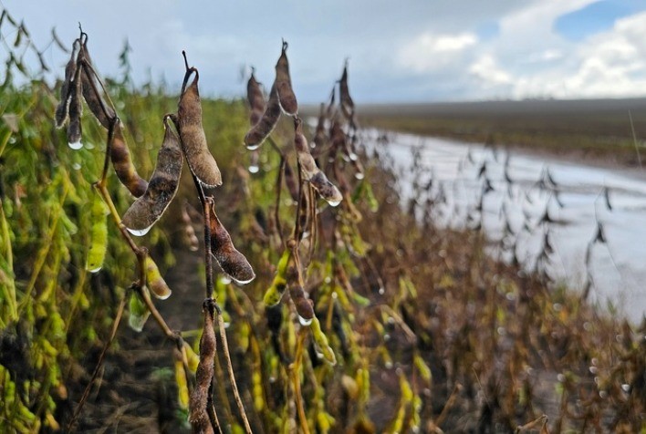 Chuvas prolongadas elevam umidade da soja e aumentam risco de perdas no campo e no pós-colheita