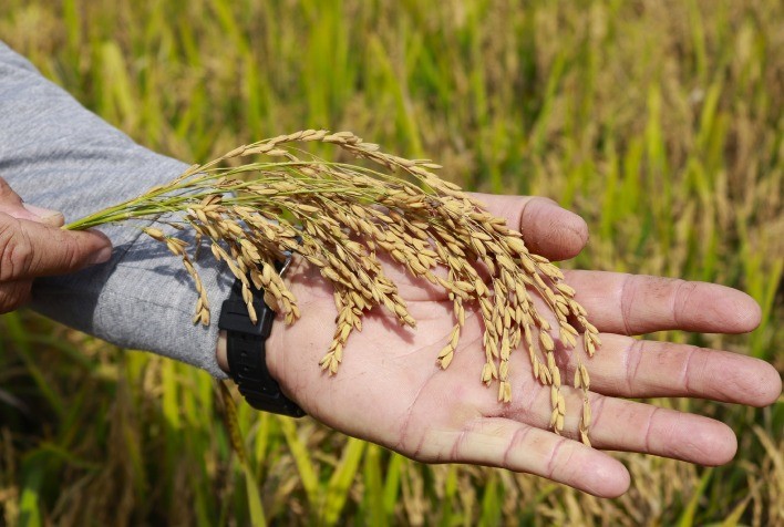 Colheita de arroz avança em Santa Catarina, mas crise de preços pressiona produtores