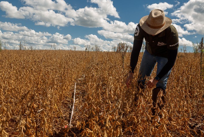 Safra de soja no Brasil avança e alcança 184,7 milhões de toneladas após revisão do Rally da Safra