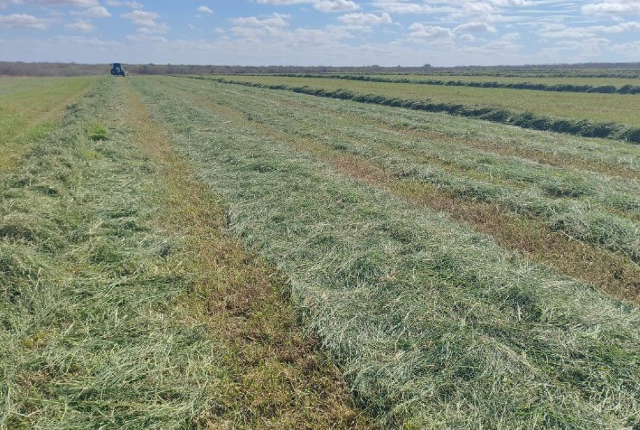 Pastagem Tifton 85 aumenta produtividade na pecuária do semiárido cearense