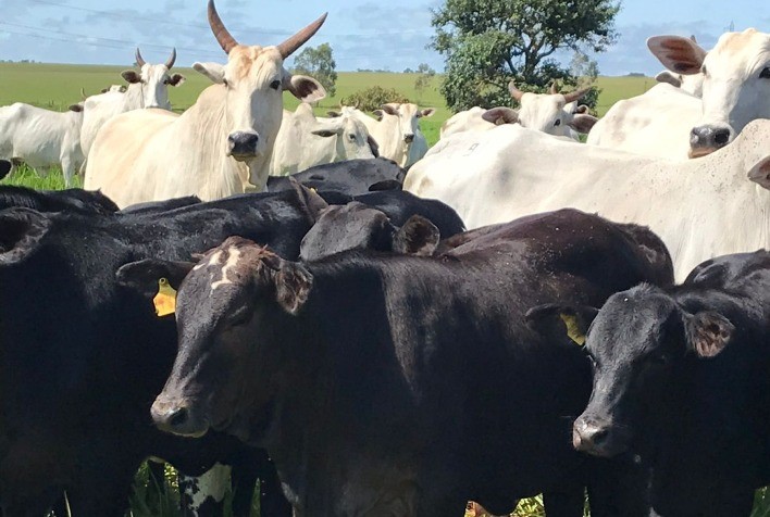 Bezerro com ágio elevado exige estratégia refinada na pecuária de corte