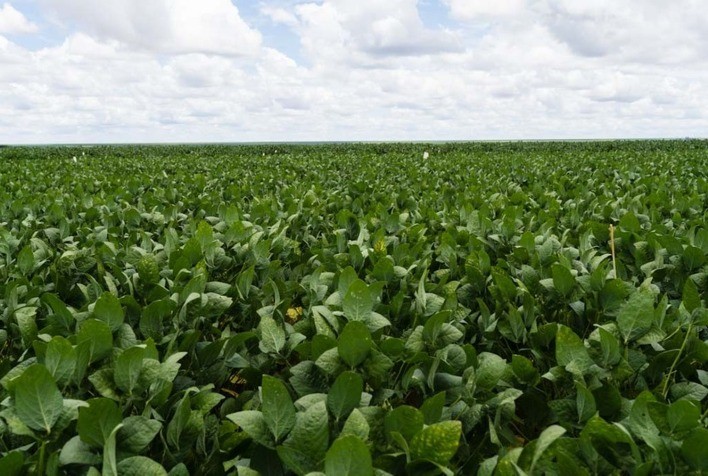 Syngenta apresenta VERDAVIS® na Afubra 2026 e revoluciona manejo de pragas no campo