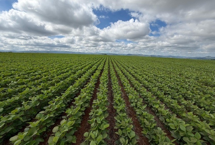 Manejo mais técnico ganha protagonismo no Sul de Minas diante de custos elevados na safra 2025/26