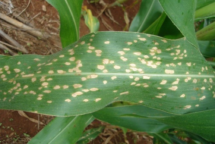 Mancha-branca avança no milho do Sul do Brasil e alerta produtores para risco de perda de produtividade