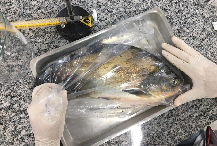 Estudo identifica Salmonella em peixes nativos do Centro-Oeste