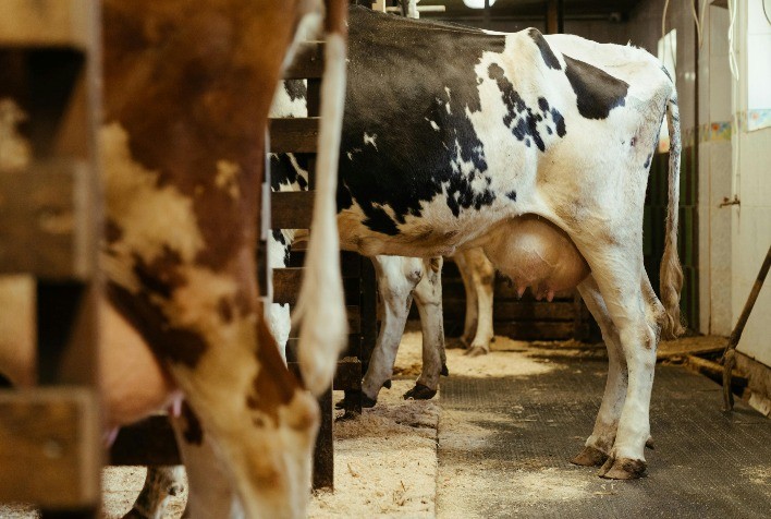 Mastite em Vacas Leiteiras: Manejo e Higiene Deficientes Elevam Riscos e Prejuízos