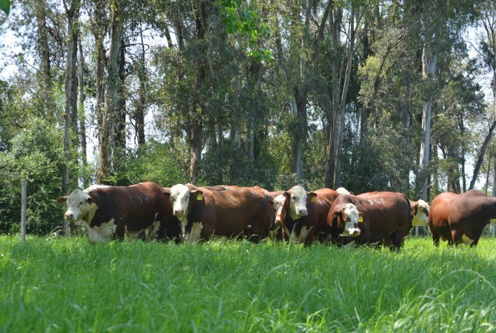 Programa Touro Jovem da Conexão Delta G impulsiona genética em centrais de inseminação