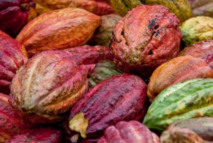 Bahia aposta no cacau sustentável e projeta crescimento da produção em 2026