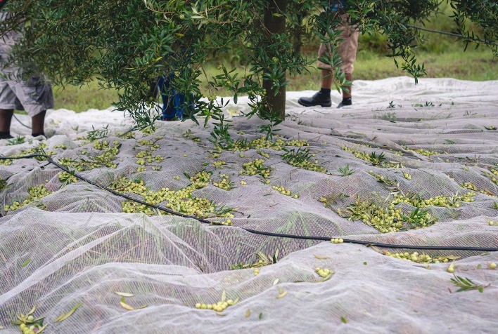 Produção de azeite no Brasil deve se aproximar de 1 milhão de litros em 2026