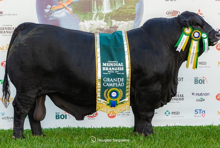 Congresso Mundial Brangus reúne 3 mil pessoas em Londrina e movimenta R$ 8,7 milhões em leilões