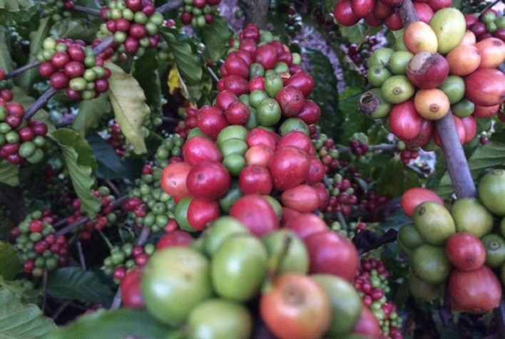 Produção de café em Rondônia se recupera e deve atingir 2,7 milhões de sacas em 2026