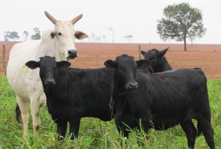 Projeto brasileiro de pecuária é destaque no Paraguai ao unir genética de fêmeas e nutrição de alta performance
