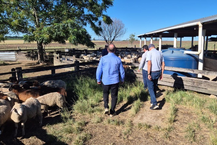 Santa Catarina aposta em parcerias para fortalecer a ovinocaprinocultura e ampliar competitividade