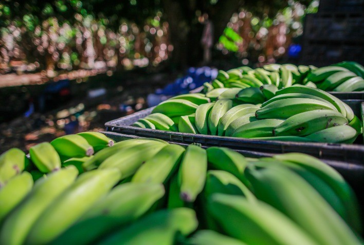 Agrodefesa atualiza regras fitossanitárias para transporte interestadual de banana em Goiás