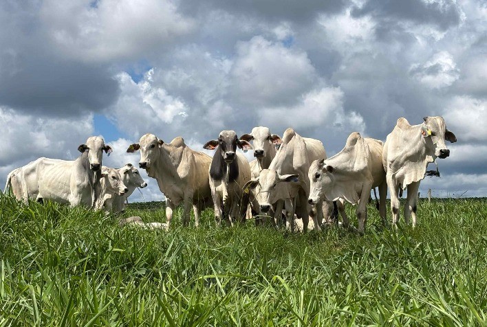Mercado de boi gordo se mantém firme em março com preços recordes