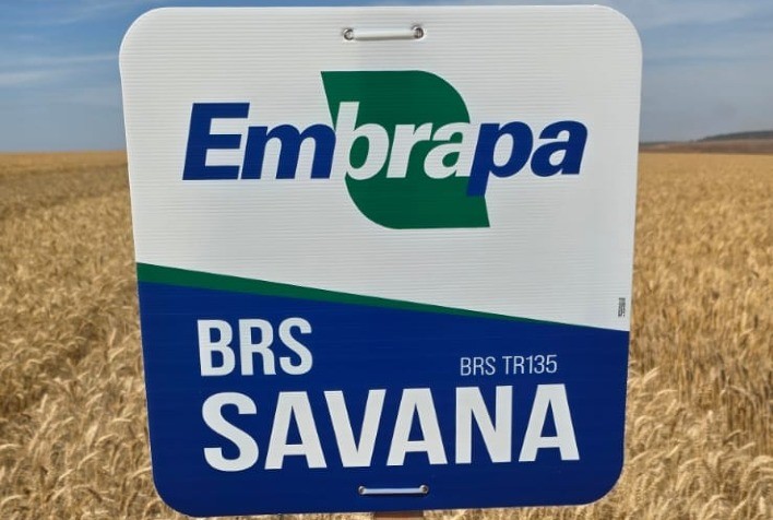 Embrapa lança trigo BRS Savana com foco no Cerrado durante a TecnoShow Comigo