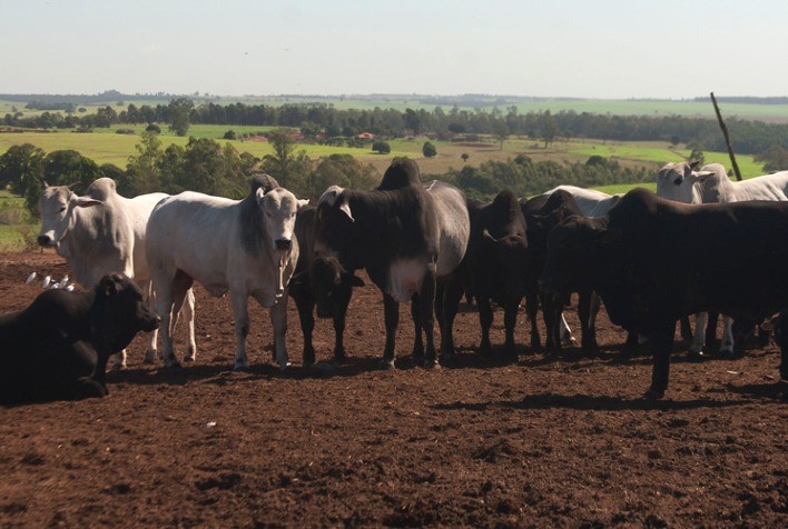 Gestão eficiente será decisiva para rentabilidade na pecuária de corte, aponta especialista