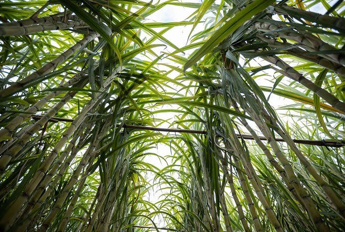 Produção de cana-de-açúcar no Centro-Sul evidencia forte concentração regional e polos de alta produtividade