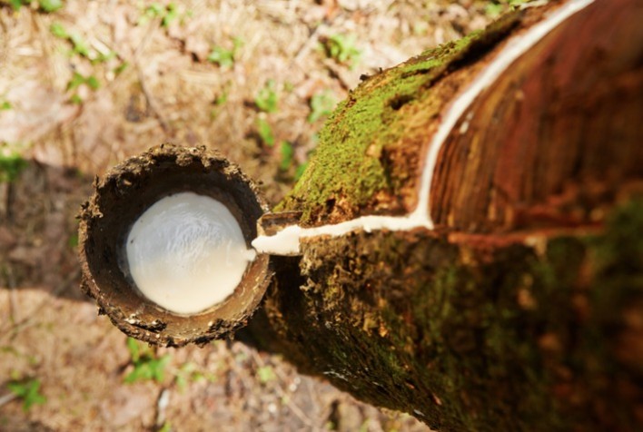 Governo libera até R$ 22,2 milhões para apoiar escoamento da borracha natural no Brasil