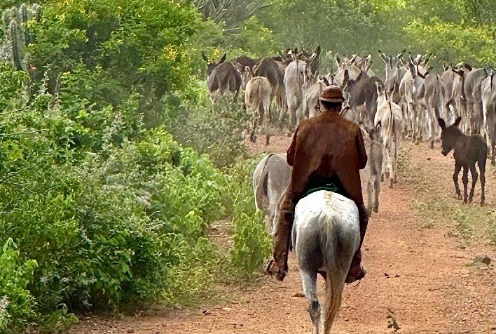 Brasil pode ter mais de 730 mil jumentos, indicam dados internacionais atualizados
