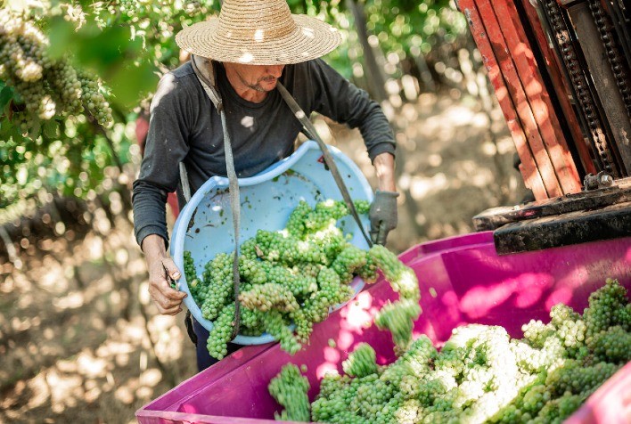 Safra de uva cresce mais de 10% e reforça qualidade na Cooperativa Vinícola Garibaldi