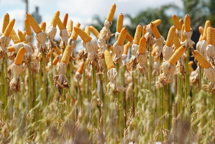 Tecnoshow COMIGO 2026 lança Pavilhão de Tecnologia e amplia foco em inovação no agronegócio