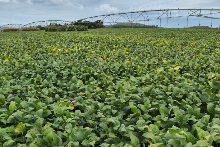 Tecnologias contra estresse climático impulsionam produtividade de milho e soja no Brasil