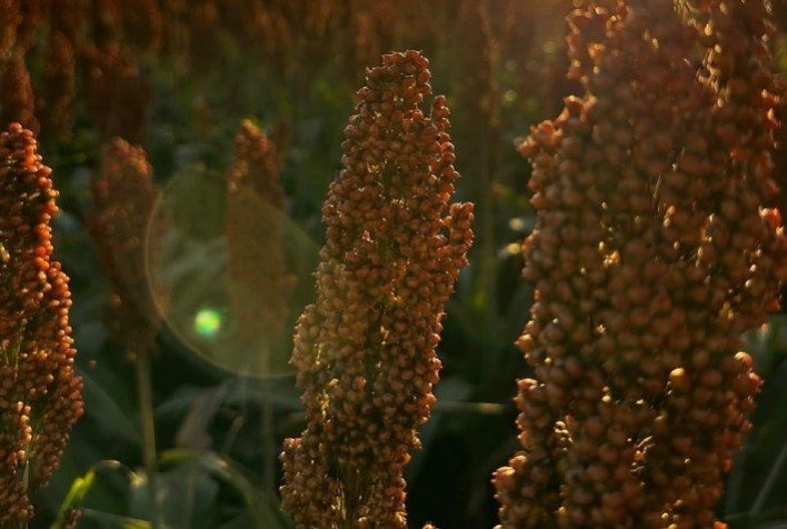 Manejo biológico fortalece produtividade do sorgo e reduz impactos de estresse climático