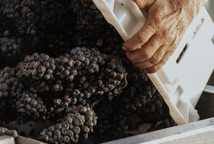 Serra do Sudeste se destaca na vindima 2026 com safra estendida e alta qualidade de uvas