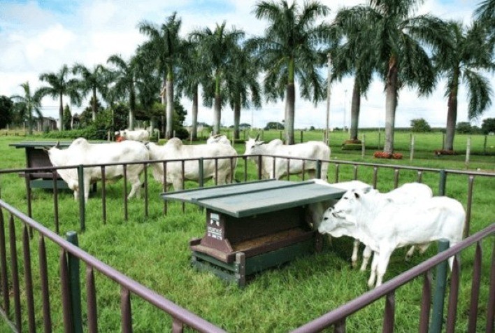 Nutrição estratégica com creep feeding melhora desempenho e reduz estresse de bezerros na pecuária de corte