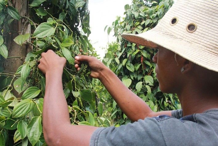 Bactérias endofíticas fortalecem cultivo de pimenta-do-reino e reduzem uso de químicos