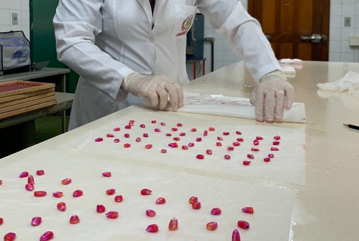 Laboratório de Sementes da Agrodefesa é aprovado em avaliações nacionais de qualidade