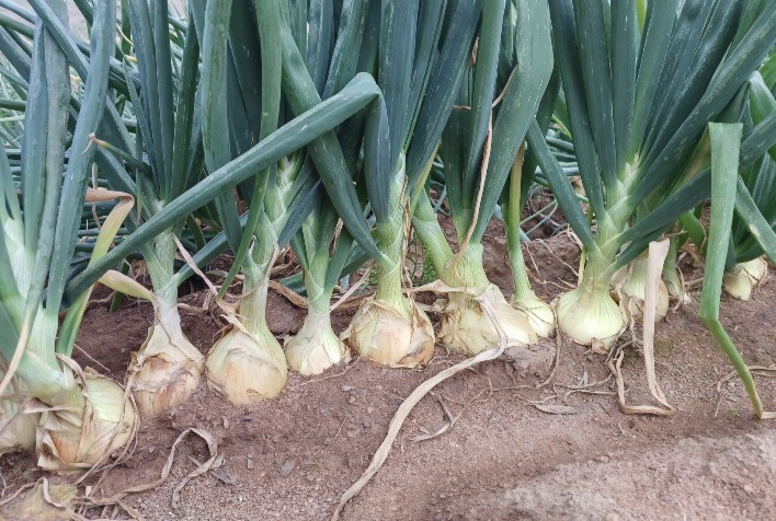 Raiz rosada na cebola: como prevenir a doença e reduzir perdas na lavoura