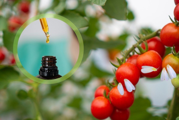 Óleos essenciais mostram eficácia contra mosca-branca e reforçam manejo sustentável na agricultura