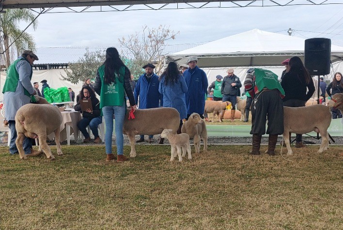 Fenovinos 2026 será realizada em Esteio e terá foco na integração das cadeias da pecuária