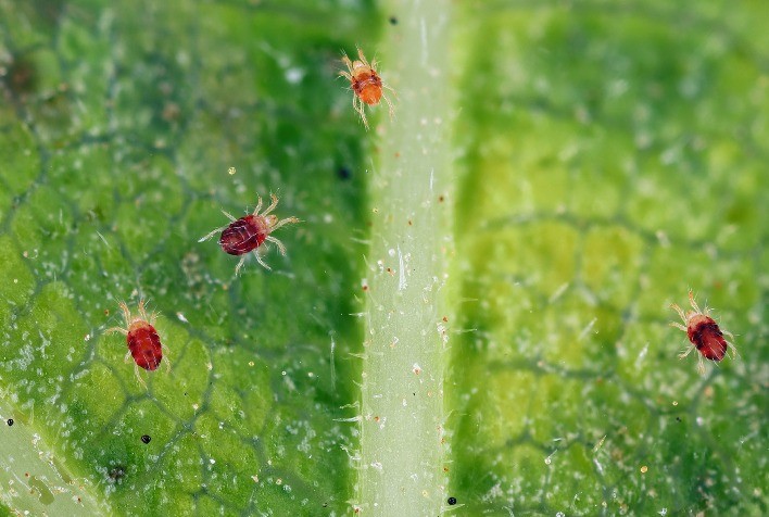 UPL lança Fastmite 600 WG e amplia soluções para manejo de ácaros em diversas culturas