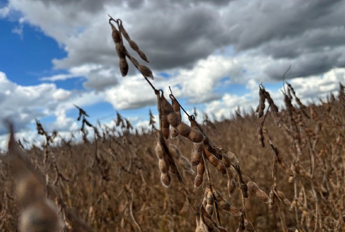 Avanços genéticos impulsionam produtividade da soja e fortalecem inovação no campo