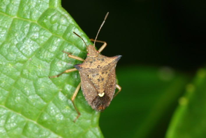 Percevejo-marrom pode reduzir até 30% da produtividade da soja, alertam especialistas