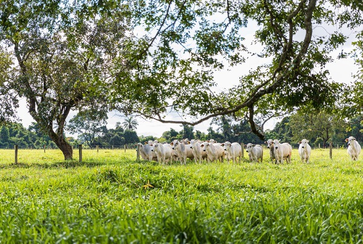 Parceria amplia rastreabilidade na pecuária e monitora 44 milhões de hectares no Brasil